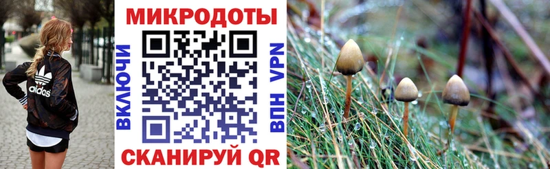 Галлюциногенные грибы Psilocybine cubensis  omg онион  Новоржев  где продают  